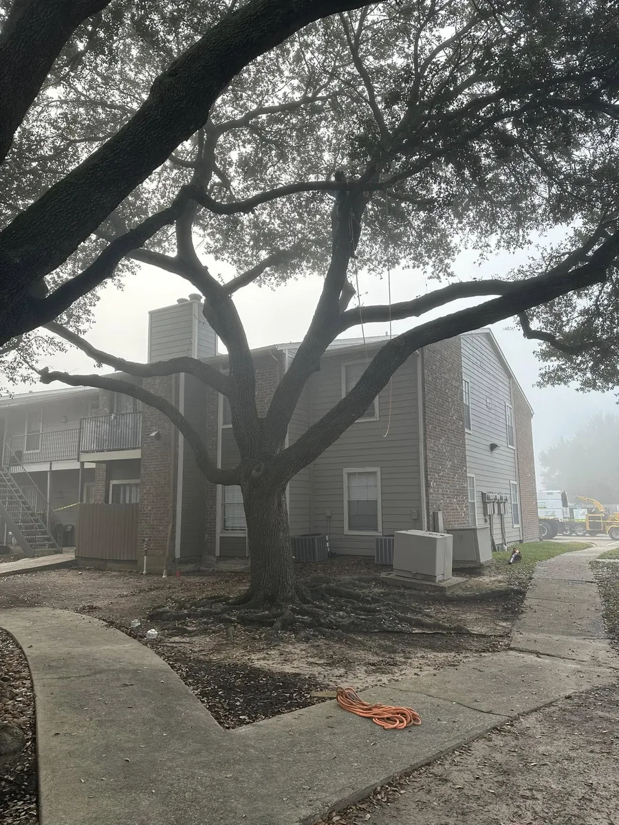 Large oak tree beside an apartment building before removal