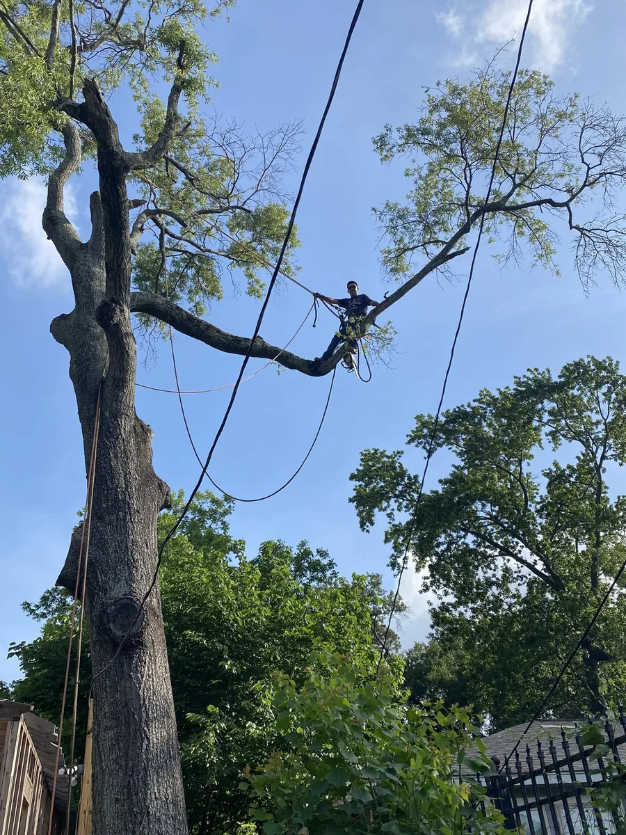 Climber on rope cutting a long tree limb