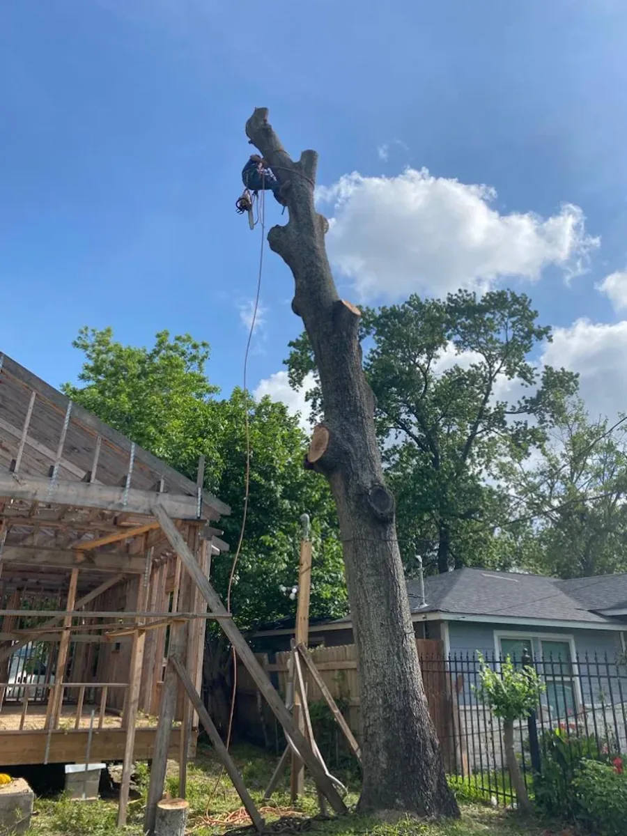 Climber removing limbs from a tall tree trunk