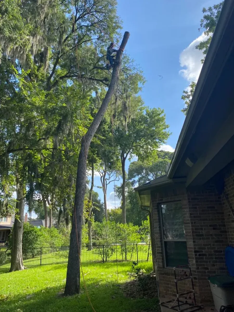 Climber removing a tall leaning tree beside a brick house