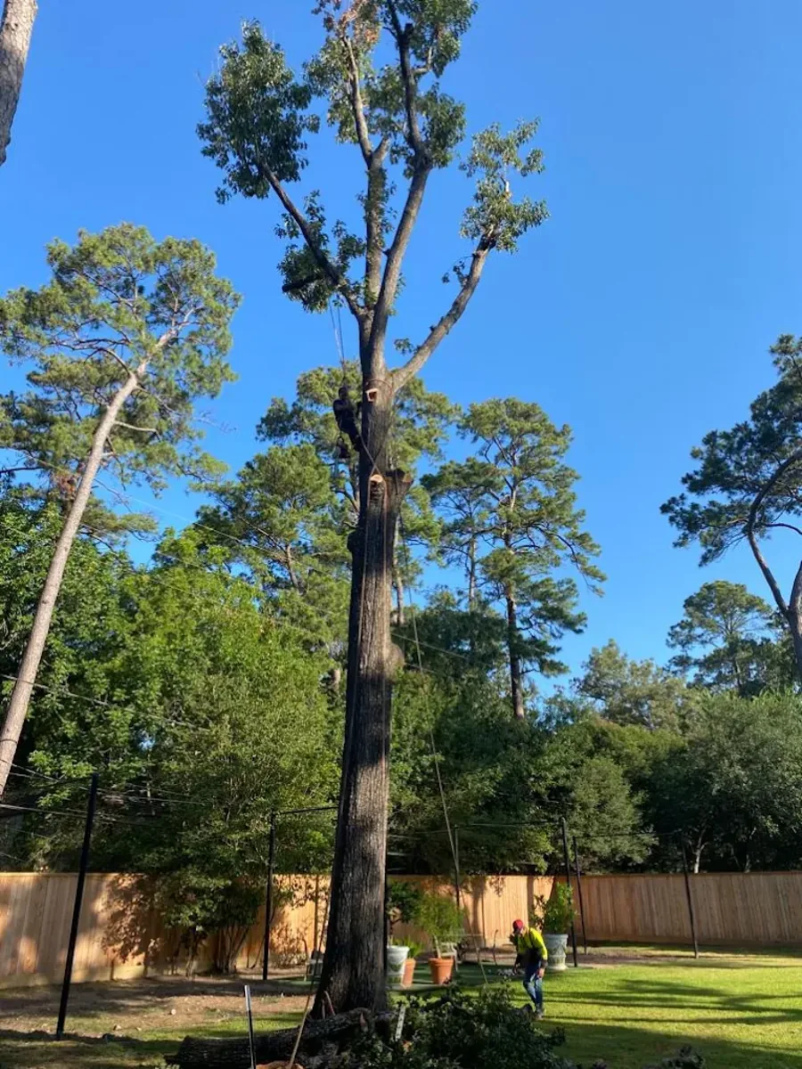 Climber removing a tall pine tree limb by limb