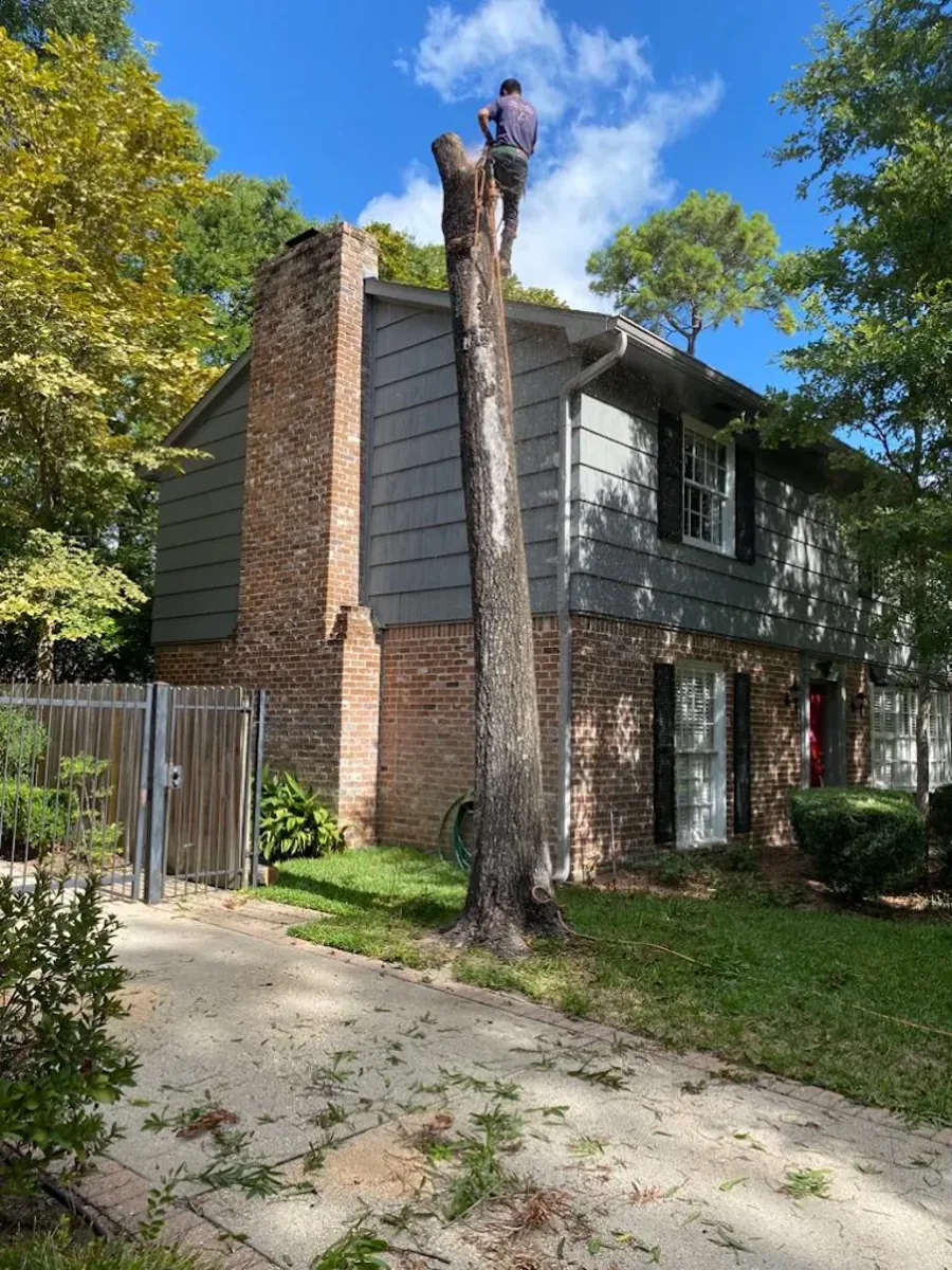 Climber topping a tall trunk beside a two-story house
