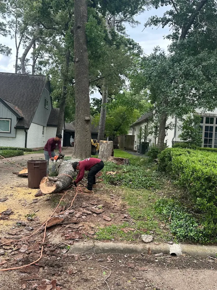 Crew cutting a felled tree trunk into rounds