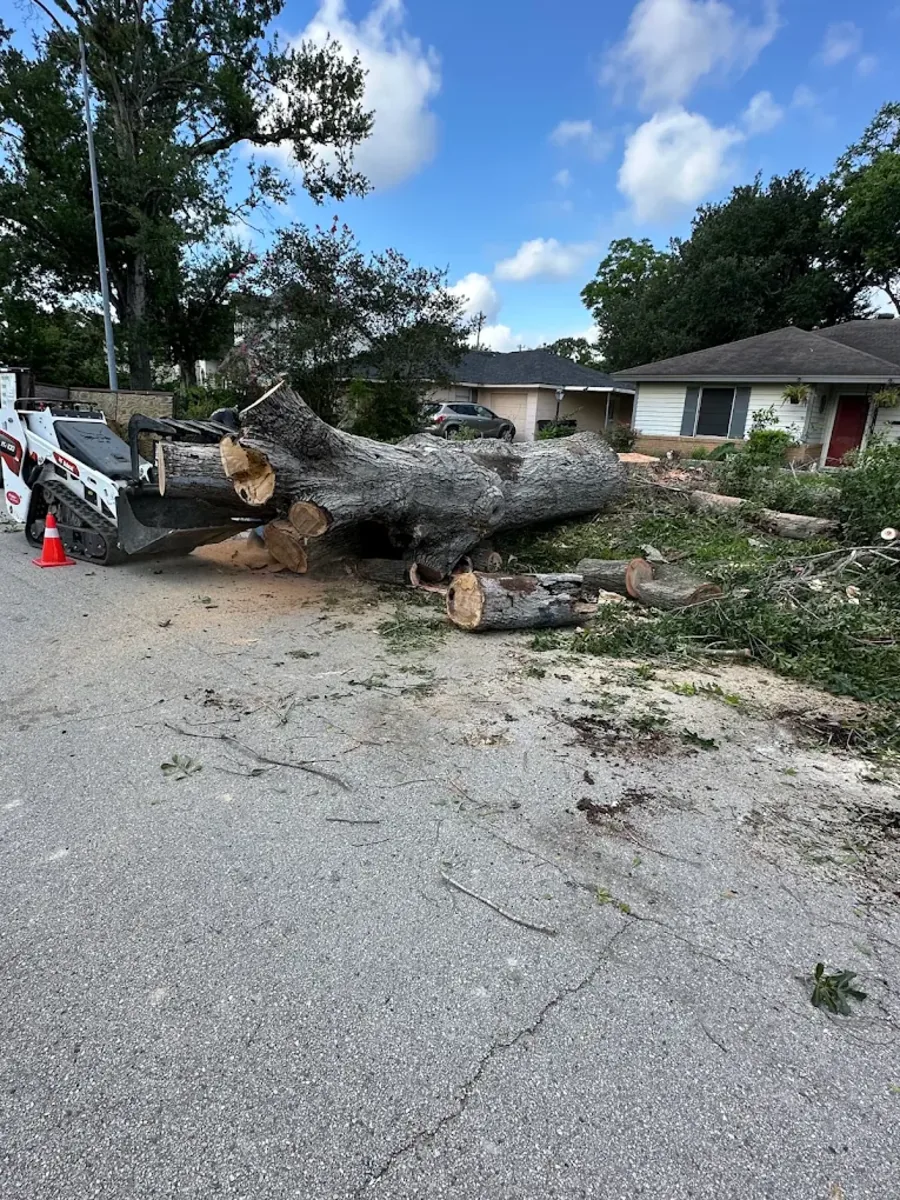 Felled large tree trunk being cleared with a skid steer