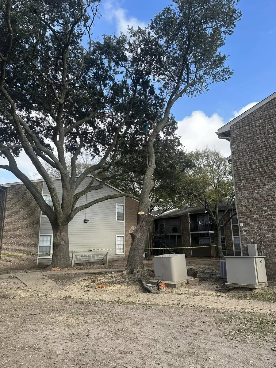 Large oak and a limbed trunk between apartment buildings