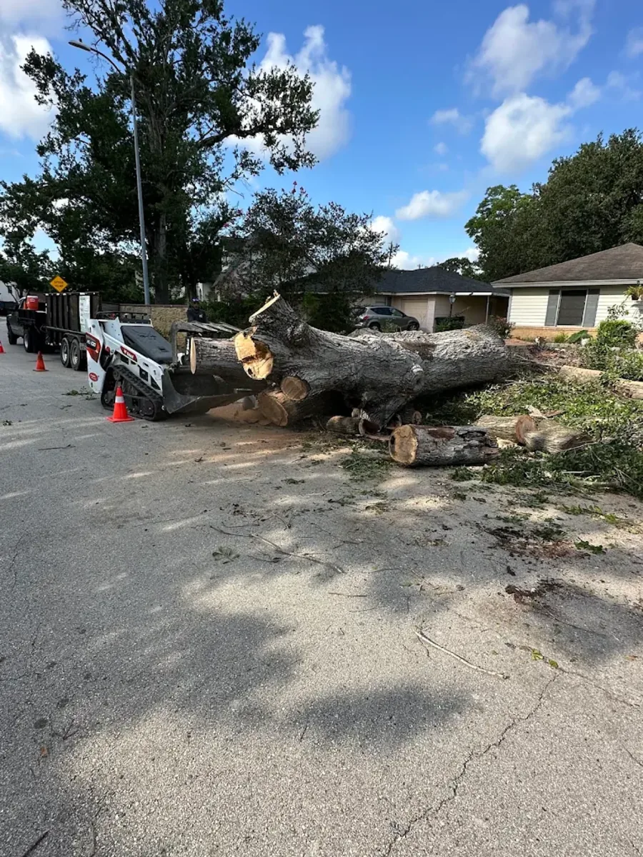 Large removed tree cut into sections beside a skid steer