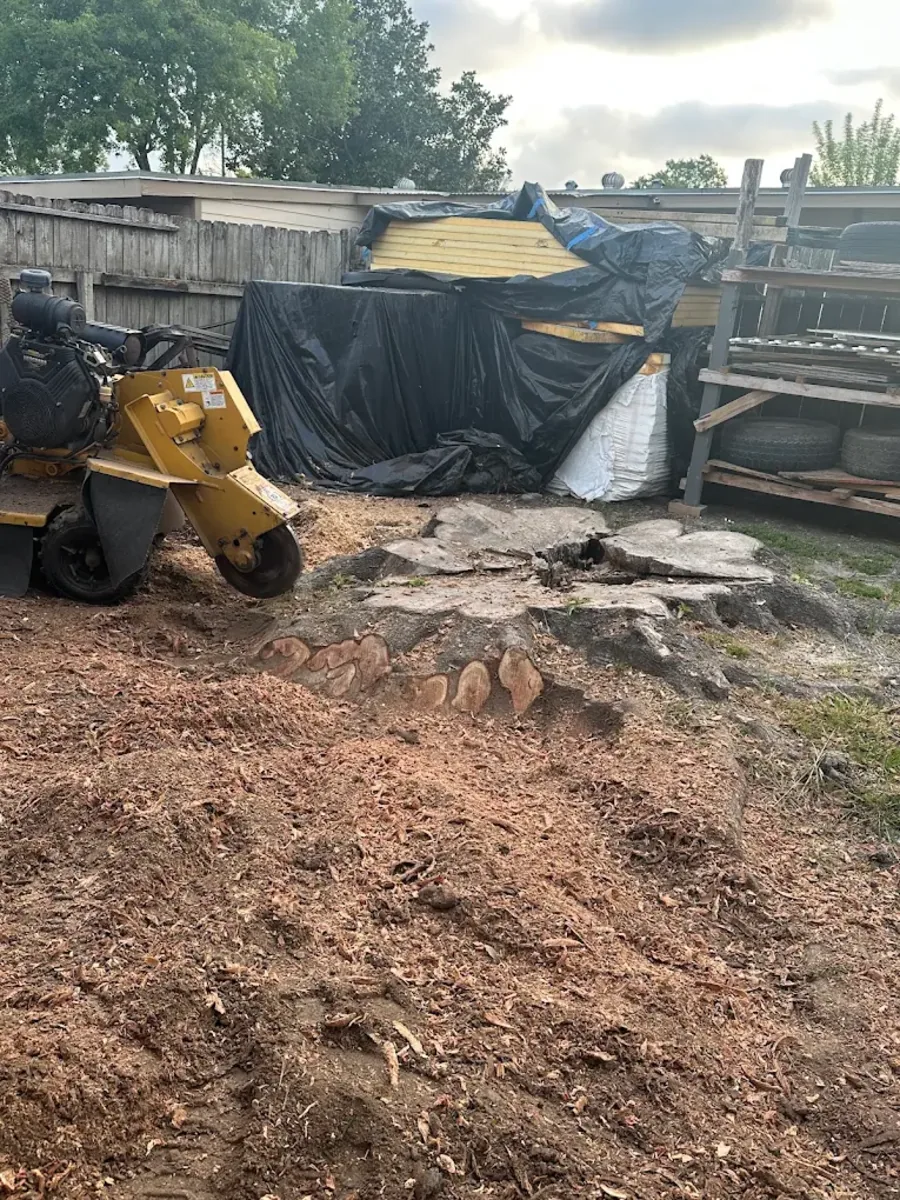Stump grinder grinding several stumps down to chips