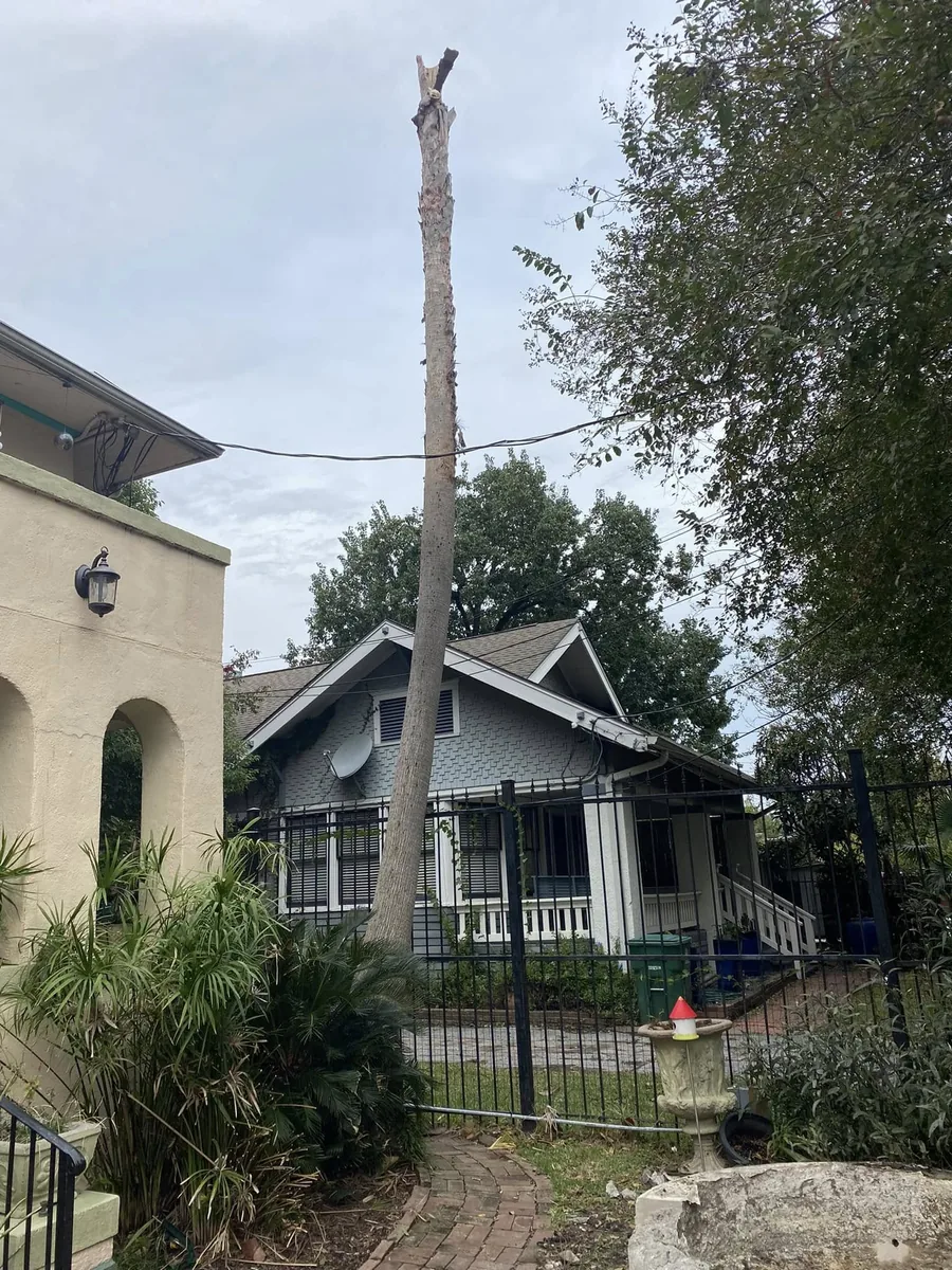 Tall tree trunk beside an iron fence before removal