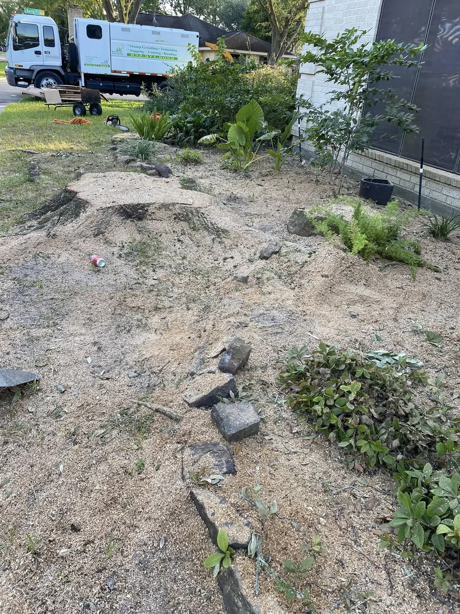 Tree stump cut low to the ground in a bare yard